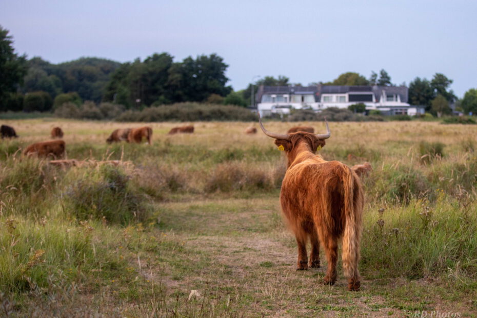 Schotse hooglander natuur fotografie