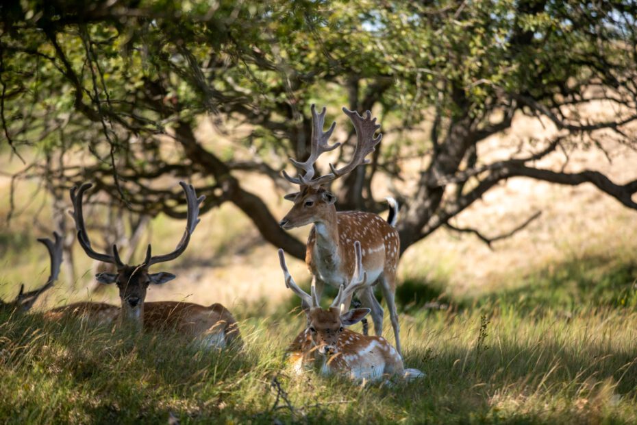 Damhert natuur fotografie