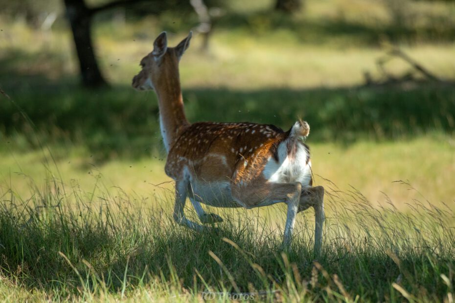 Damhert natuur fotografie