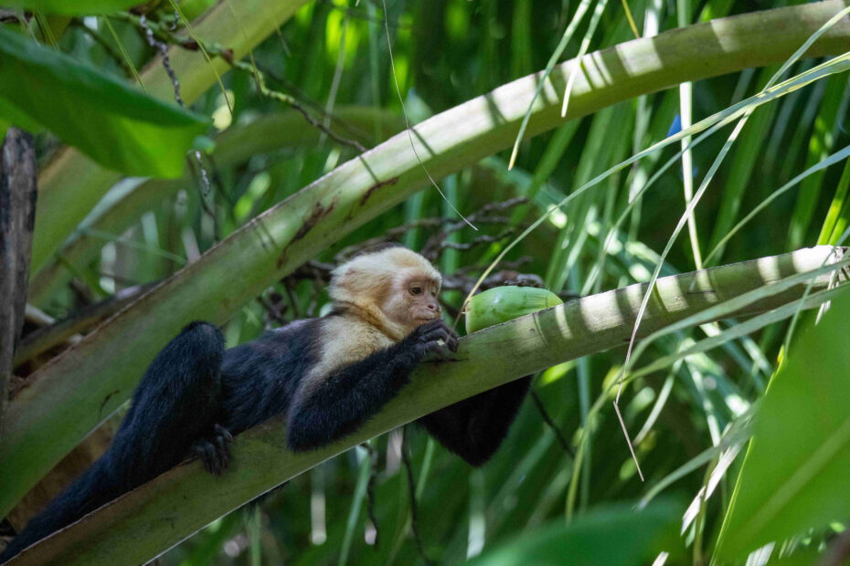 Corcovado monkey