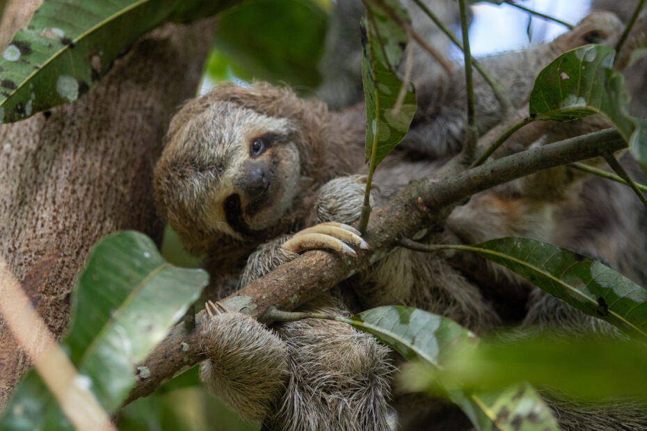 baby sloth