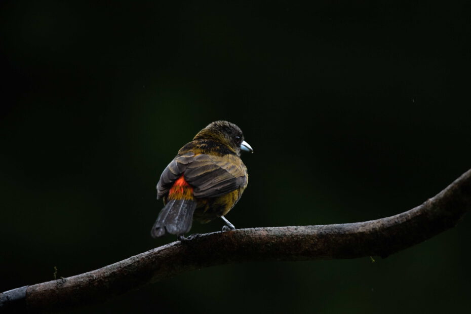 bird on branch